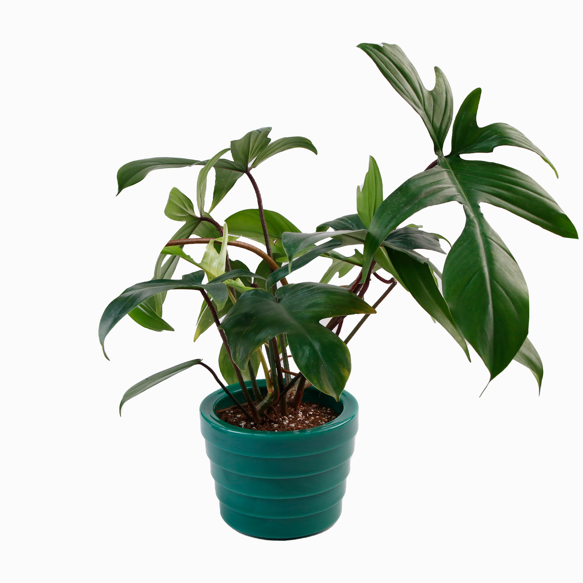 GLASS POT BLUEGREEN 13_PLANT