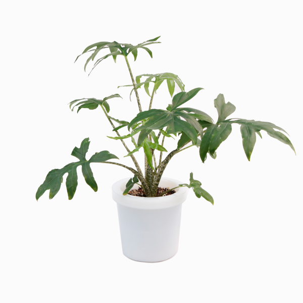 GLASS POT WHITE 6_PLANT